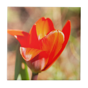 Flor de Tulipas Vermelhas