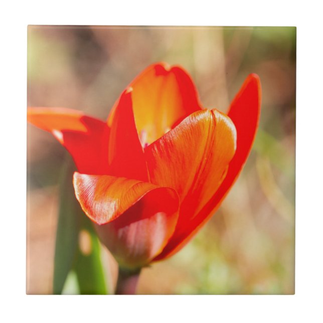Flor de Tulipas Vermelhas (Frente)