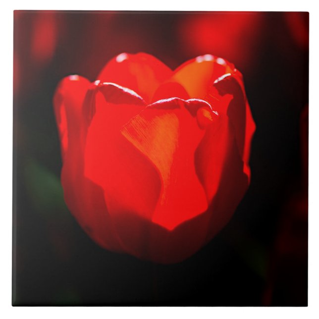 Flor de Tulipas Vermelhas - Fogo (Frente)