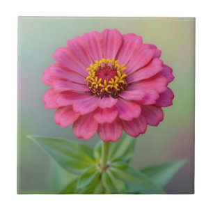 Flor de Zínia Rosa Vibrante Macro Botânica
