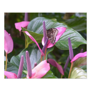 Flor do antúrio com borboleta 20"" foto x16