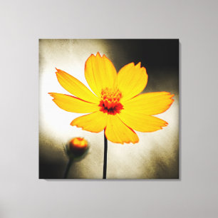 Flor do cosmos amarelo - Canvas de arte