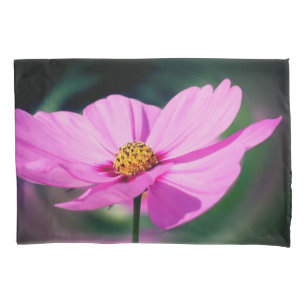 Flor do Cosmos Rosa solteiro