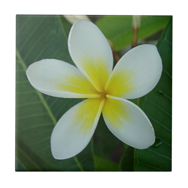 Flor do Frangipani (Frente)