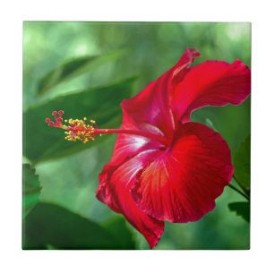 Flor do hibiscus