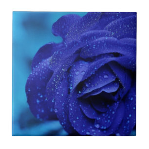 Flor do rosa do azul