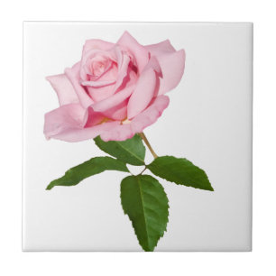 Flor do rosa do rosa com as gotas de orvalho