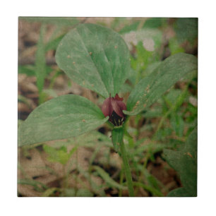 Flor do Trillium