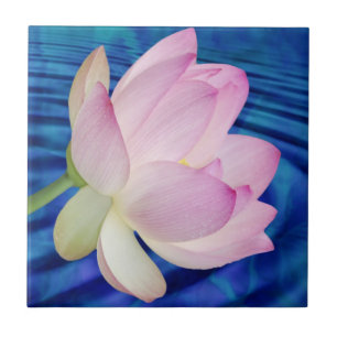 Flor e significado de Lotus delicada