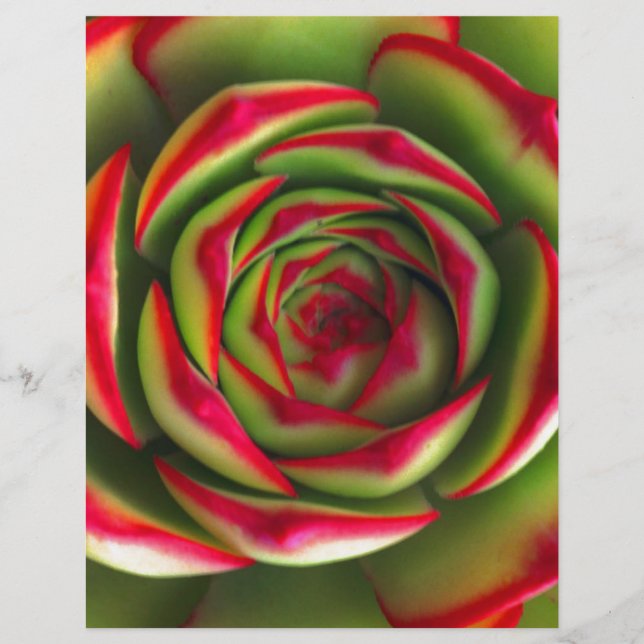 Flor espiral verde-vermelha (Frente)