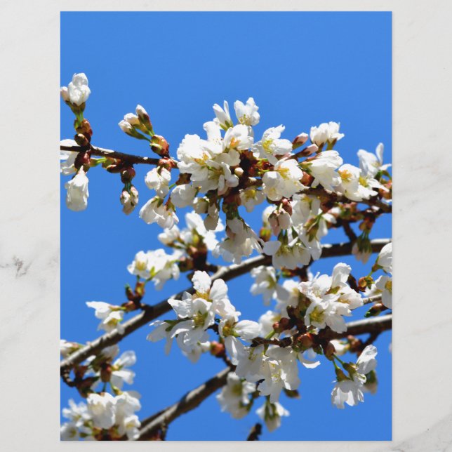 Flor floral branco de primavera (Frente)