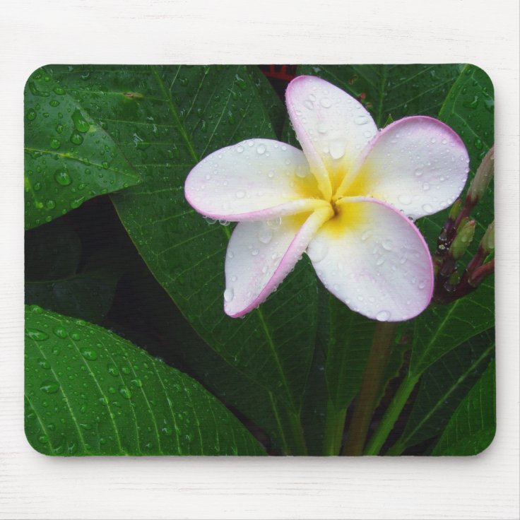 Flor havaiana amarela & branca Mousepad do | Zazzle.com.br