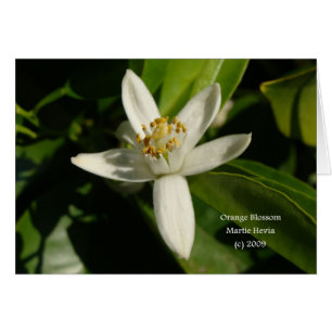 Flor Laranja - Cartão do Jardim da Califórnia