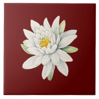 Flor lírio de água branca