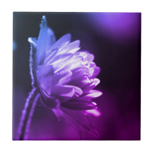 Flor Na Ponta Preta E Branco Da Luz Solar