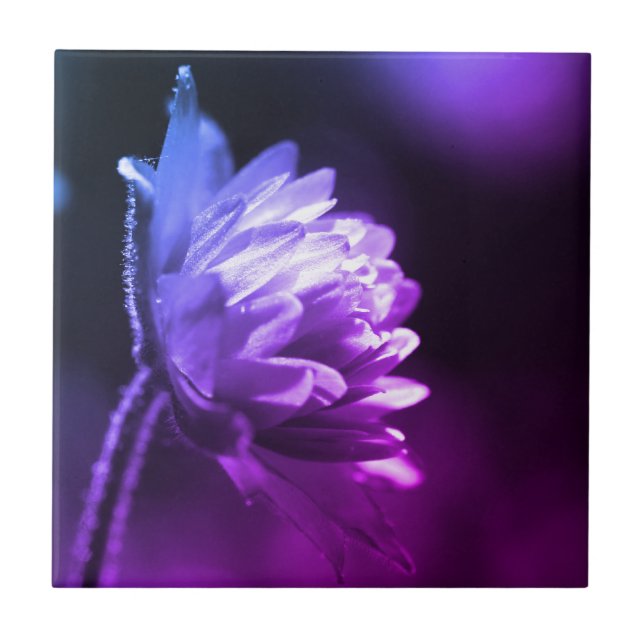 Flor Na Ponta Preta E Branco Da Luz Solar  (Frente)