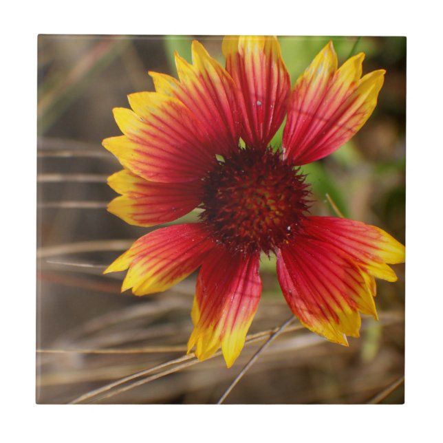 Flor no Vento (Frente)