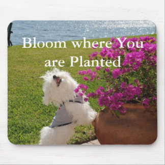 Flor onde você é imagem plantada do mousepad