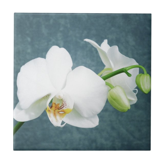 Flor Orquídea Branca Zen (Frente)