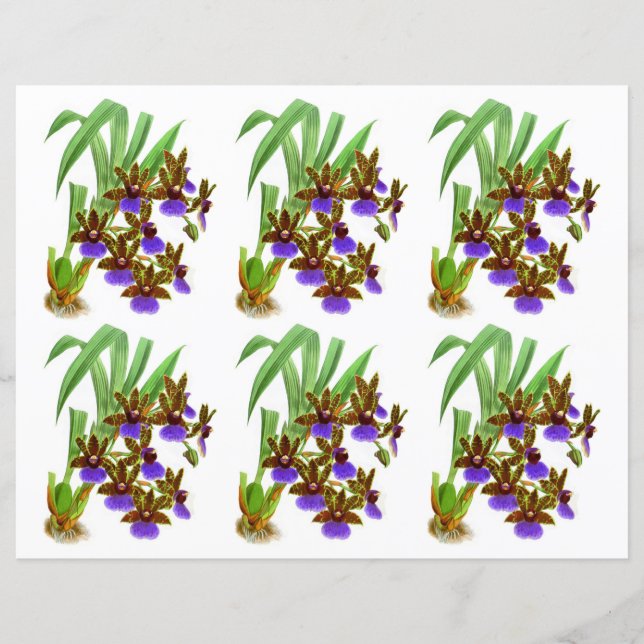 Flor Orquídea Roxo Vintage (Frente)