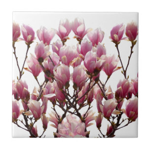 Flor-Primavera de-Magnolias Rosa