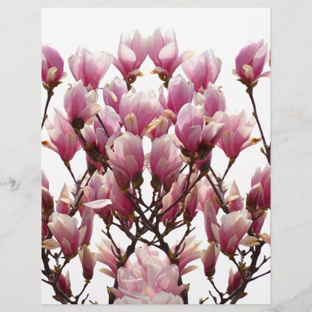 Flor-Primavera de-Magnolias Rosa (Frente)
