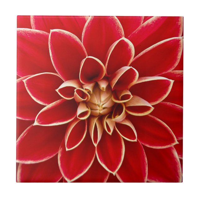 Flor Red Dahlia Brilhante (Frente)