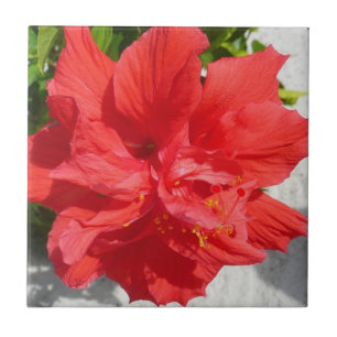 Flor Red Double Hibiscus