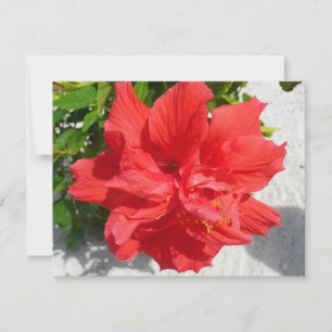 Flor Red Double Hibiscus