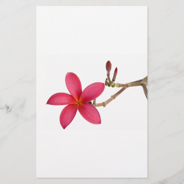 Flor Red Frangipani (Frente)