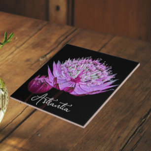 Flor-rosa-astrantia no fundo preto
