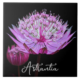 Flor-rosa-astrantia no fundo preto