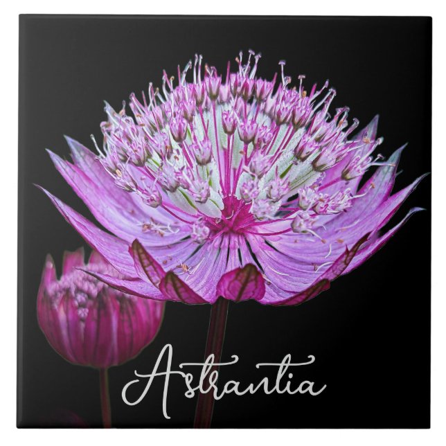 Flor-rosa-astrantia no fundo preto (Frente)