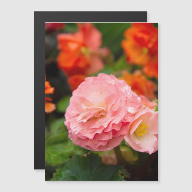 Flor rosa delicada após a chuva (Frente/Verso)