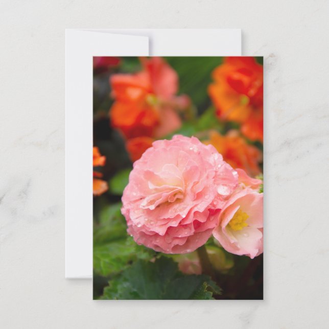 Flor rosa delicada após a chuva (Frente)