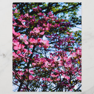 Flor rosa Dogwood