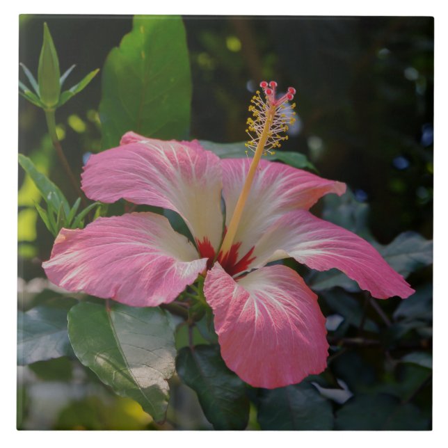 Flor rosa Hibiscus (Frente)