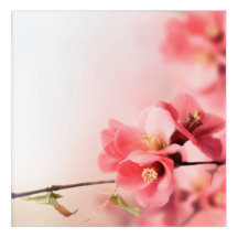 Flor rosa linda floração