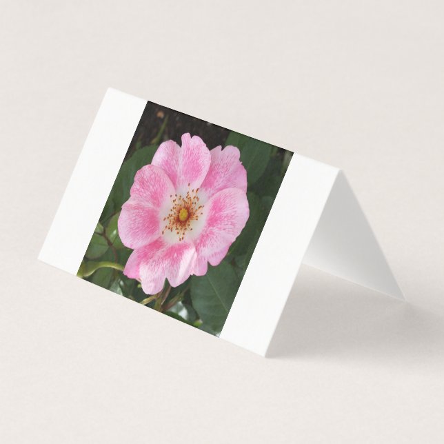 flor rosa na sombra (Frente)