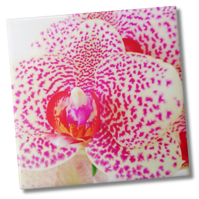 Flor Rosa Orquídea Moderna (Floral Vibrant White Pink Orchid Flower Ceramic Tile)