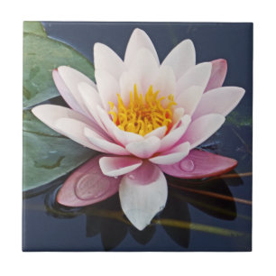 FLOR ROSA PÁLIDO LINDO DE LOTUS COM GOTAS DA ÁGU