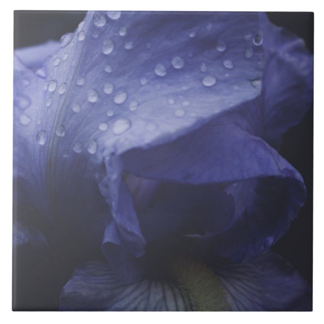 Flor Rosa púrpura (Frente)