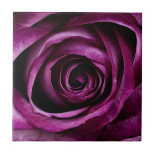 Flor Rosa púrpura