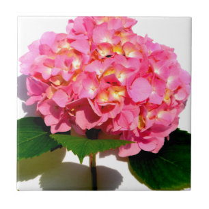 Flor rosa-rosa-rosa-hidrangea-rosa