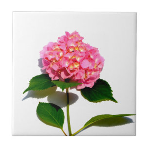 Flor rosa-rosa-rosa-hidrangea-rosa