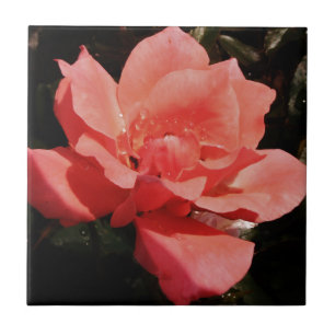 Flor Rosa Rosa Rosa Pêssego bonito
