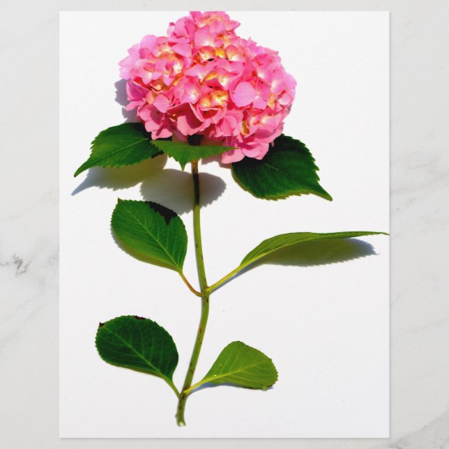 Flor rosa rosa rosa-rosa Hydrangea rosa (Frente)