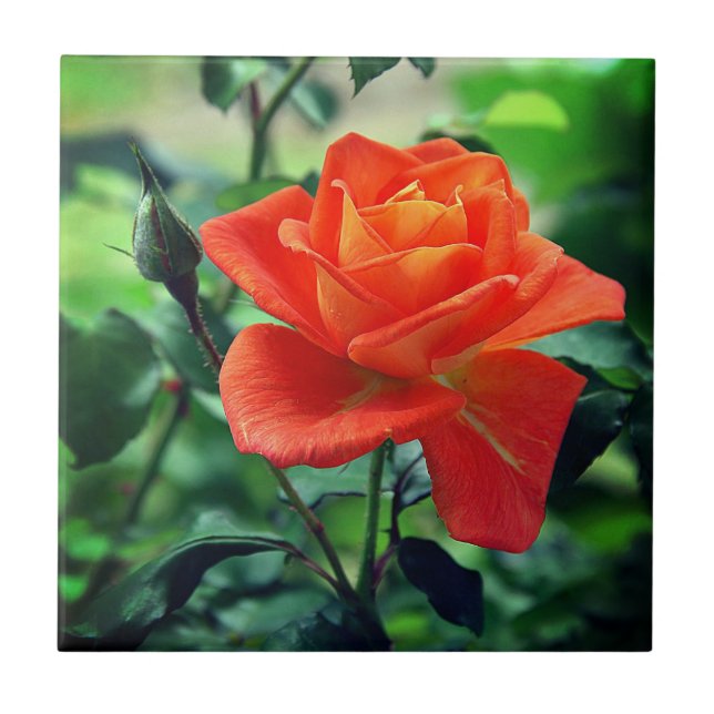 Flor Rosa Rosa Rosa-Rosa Natureza-46458 (Frente)