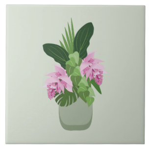 Flor rosa Tropical Medinilla Rosa em Vaso Verde
