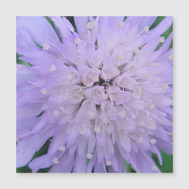 Flor roxa (Frente)